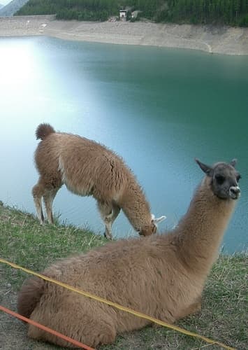Llamas