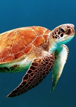Loggerhead Seaturtle