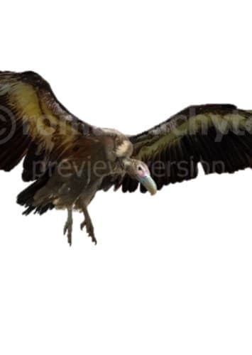 Lone Gunslinger Vulture