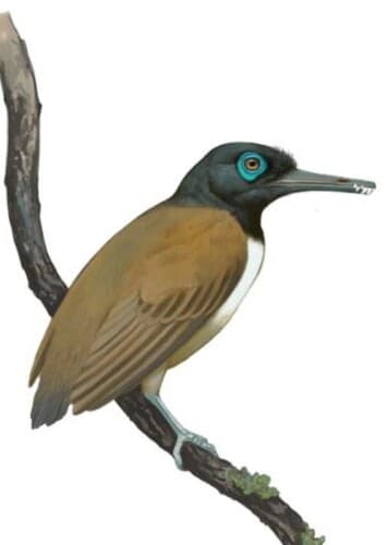 Longipteryx