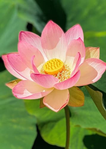 Lotus