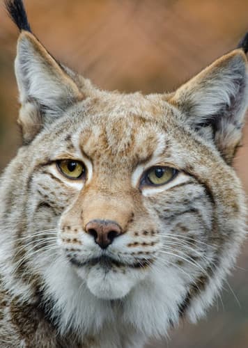 Lynx