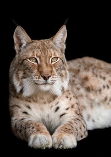Lynx/Bobcat