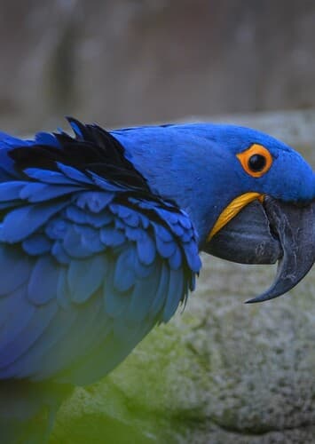 Macaw