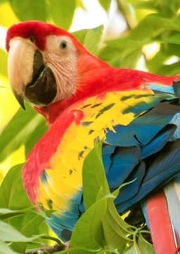Macaw