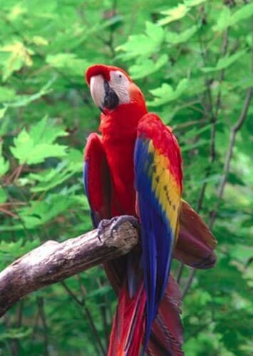 Macaw