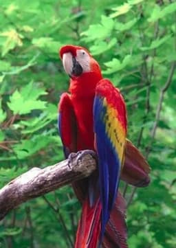 Macaw