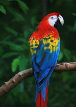 Macaw