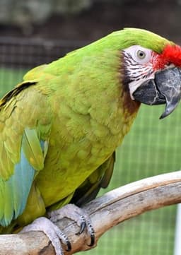 Macaw