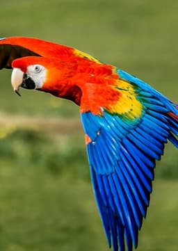Macaw