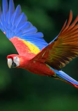 Macaw