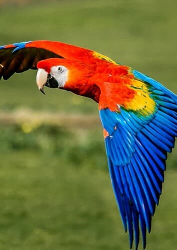 Macaw