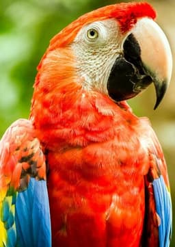 Macaw