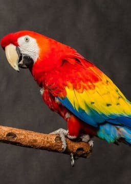 Macaw