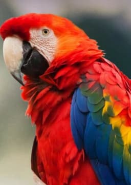 Macaw