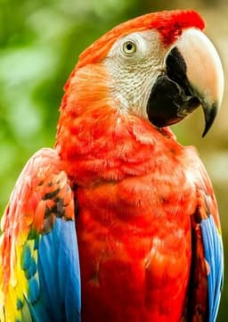 Macaw