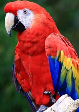 Macaw