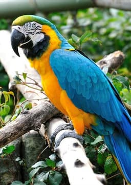Macaw