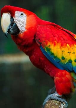 Macaw