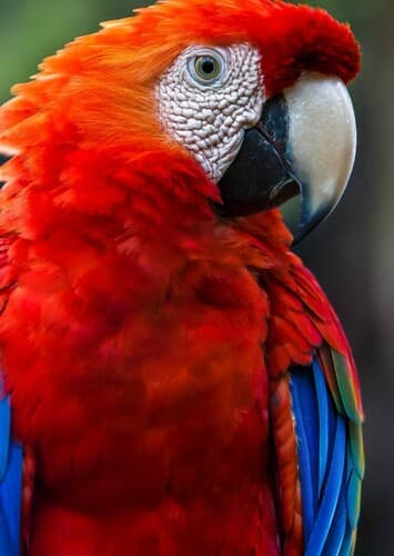 Macaw
