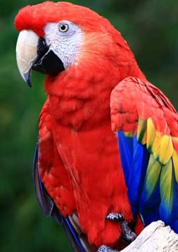 Macaw