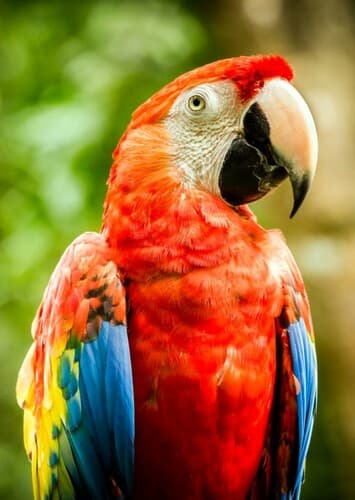Macaw