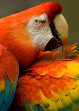 Macaw