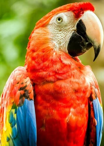 Macaw