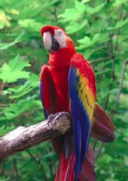 Macaw