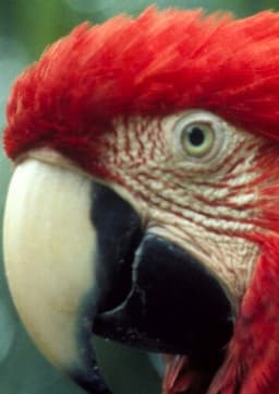 Macaw
