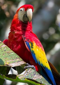 Macaw