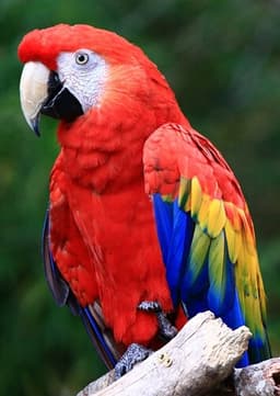 Macaw
