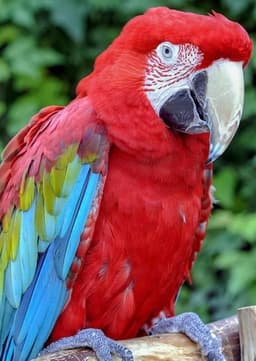 Macaw