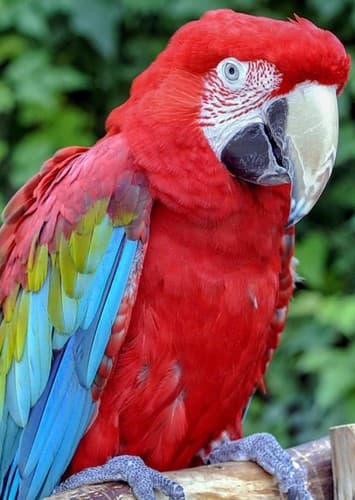 Macaw