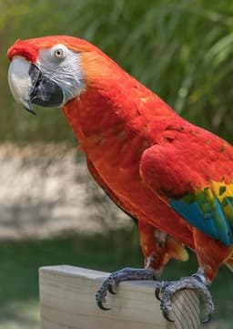 Macaw