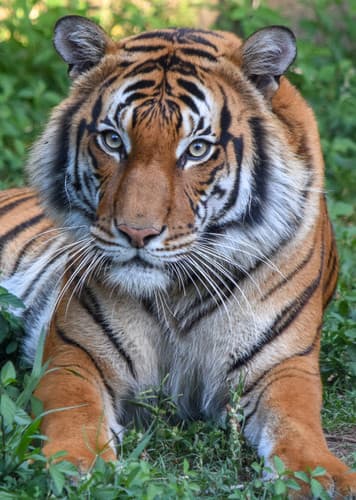 Malayan Tiger