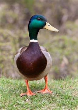 Mallard Duck