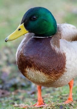 Mallard Duck