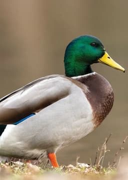 Mallard Duck
