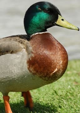 Mallard Duck