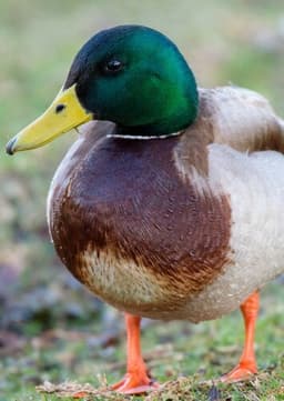 Mallard Duck