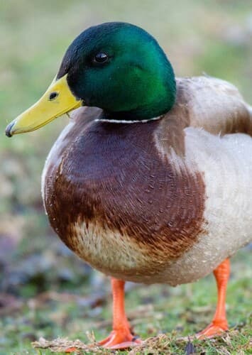 Mallard Duck
