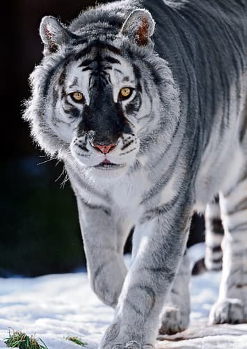 Maltese Tiger