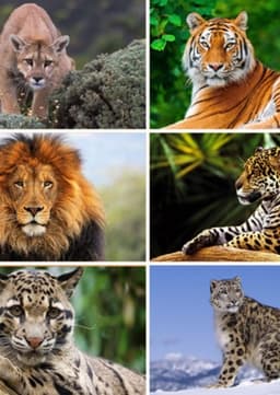 Big Cats