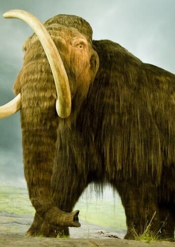 Mammoth