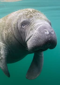 Manatee