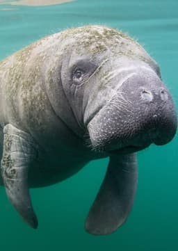 Manatee