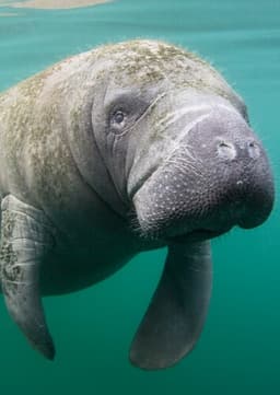 Manatee