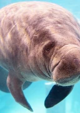 Manatee