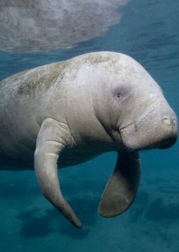 Manatee